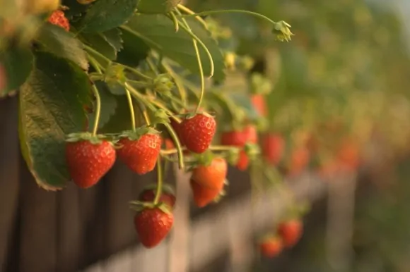 Український інноваційний стартап UA Berry